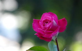 Розовая роза крупным планом, лепестки HD обои