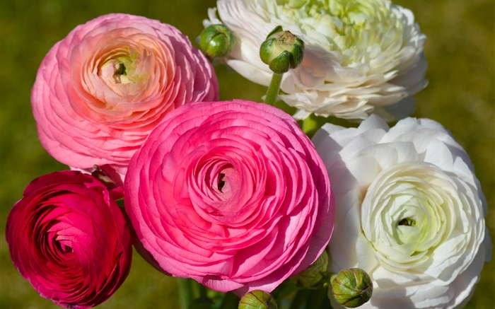 Розовые белые цветы, ранункулус обои,s изображение