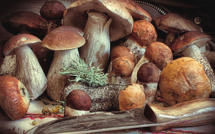 Некоторые грибы, еда обои,s изображение