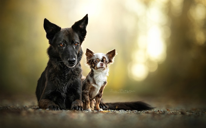 Две собаки, друзья обои,s изображение