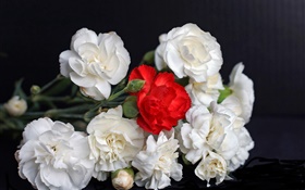 Белые и красные розы, черный фон HD обои