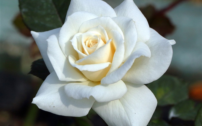 Белая роза, лепестки обои,s изображение