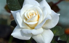 Белая роза, лепестки HD обои
