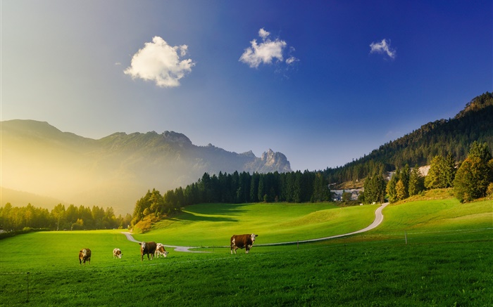 Альпы, зеленый луг, корова, горы, деревья, солнечные лучи обои,s изображение
