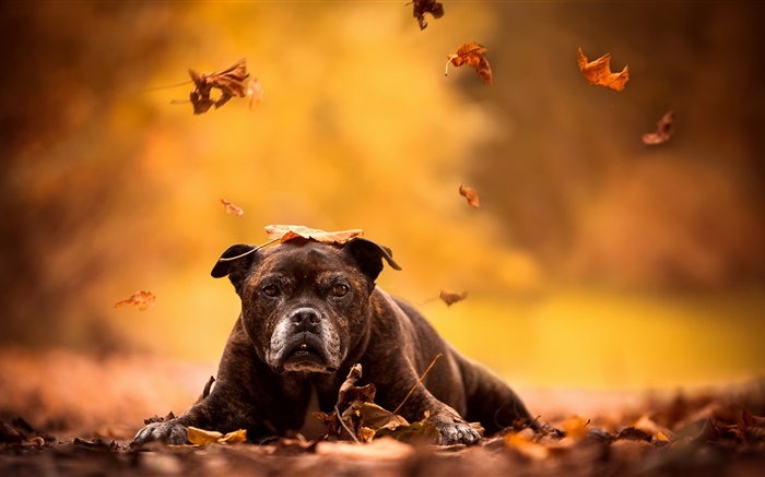 Черная собака, красные листья, осень обои,s изображение
