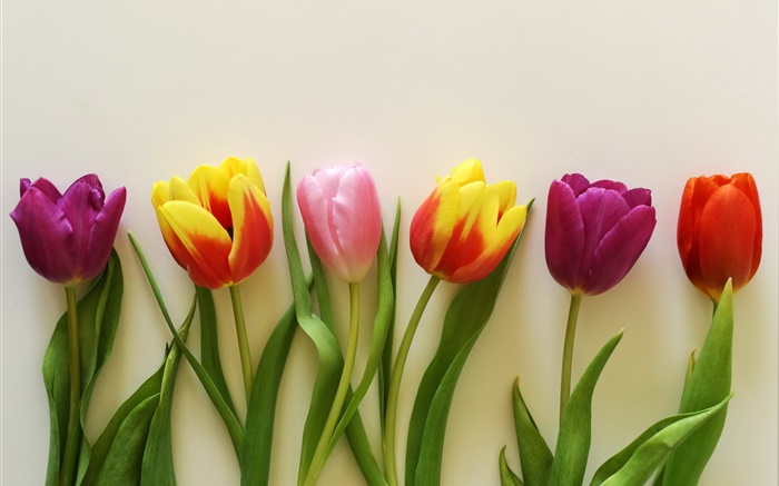 Красочные тюльпаны, красные, розовые, фиолетовые обои,s изображение