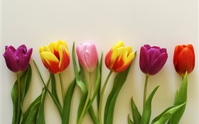 Красочные тюльпаны, красные, розовые, фиолетовые HD обои