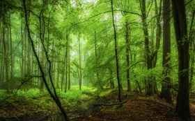 Лес, деревья, зелень, утро HD обои