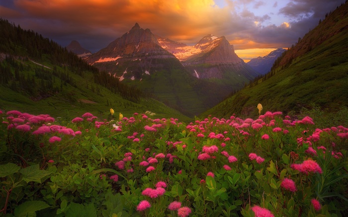 Много розовых цветов, горы, облака, лето обои,s изображение