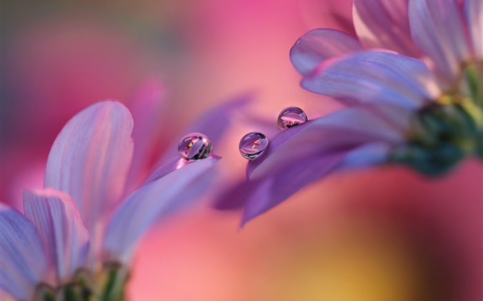 Розовые цветы герберы, лепестки, капли воды обои,s изображение