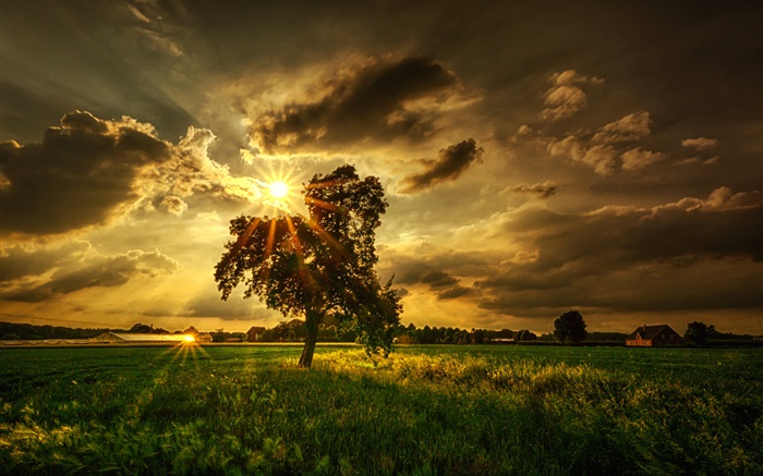 Дерево, поля, солнечные лучи, облака обои,s изображение