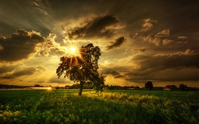 Дерево, поля, солнечные лучи, облака HD обои